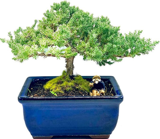 Live Dwarf Juniper Bonsai Tree 7 Year Old | Juniper or Jade Bonsai Tree | Indoor/Outdoor | 100% Handcrafted| Home and Office Décor | Best Gift for Holiday-VerdiqueGarden