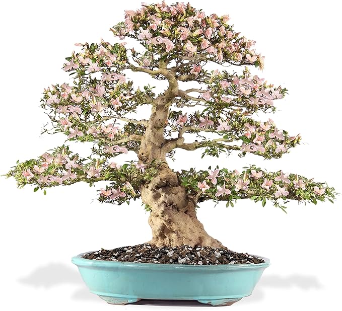 Premium Bonsai Soil All Purpose Fast Draining Mix - Pumice, Lava, Calcined Clay and Pine Bark Potting Pre Mixed Bonsai Plant Soil Mixture by GARDENERA - Made in USA - (1 Quart Bag)-VerdiqueGarden