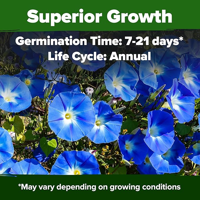 HOME GROWN 𝗨𝗦𝗔 𝗣𝗥𝗘𝗠𝗜𝗨𝗠 Heavenly Blue Morning Glory - 150 Heirloom Seeds for Planting, 𝗡𝗢𝗡-𝗚𝗠𝗢 Ideal for a Flower Garden That Attracts Pollinators and Birds (Ipomoea Tricolor)-VerdiqueGarden