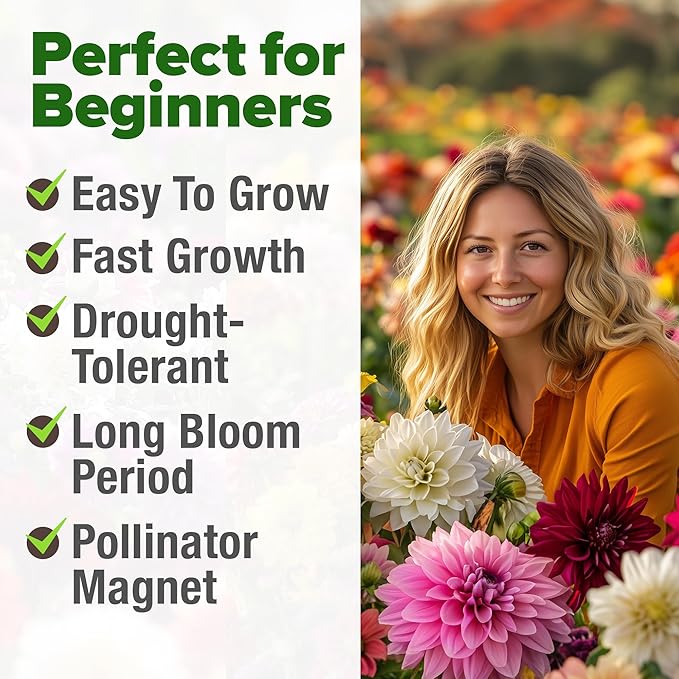 HOME GROWN 𝗨𝗦𝗔 𝗣𝗥𝗘𝗠𝗜𝗨𝗠 Zinnia Dahlia Seeds Pack for 2025 – 524 𝗡𝗢𝗡-𝗚𝗠𝗢 Flower Seeds | Vibrant Zinnia Elegans for Pollinator Gardens, Borders & Containers | Easy-to-Grow Outdoor Blooms-VerdiqueGarden