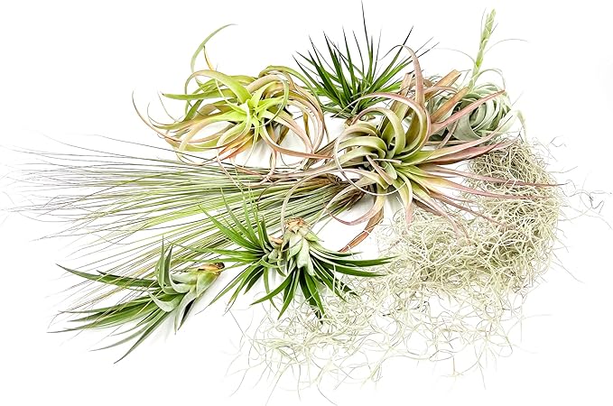 Holiday Hosting Gift Box Giant - 13ct -Tillandsia Air Plant Set - Live Arrival Guaranteed - House Plants for Home Decor & Gift-VerdiqueGarden