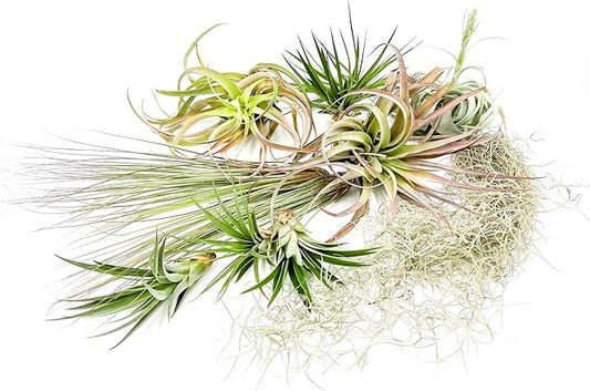 Holiday Hosting Gift Box Giant - 13ct -Tillandsia Air Plant Set - Live Arrival Guaranteed - House Plants for Home Decor & Gift-VerdiqueGarden