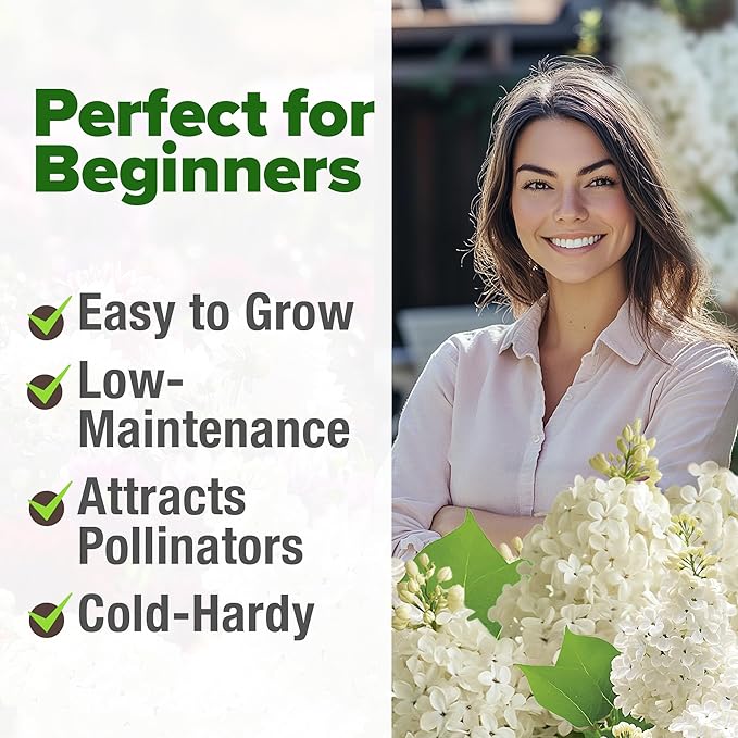 HOME GROWN 𝗨𝗦𝗔 53 White Lilac Flower Seeds Non-GMO, Heirloom Tree Seeds for Planting, Fragrant Flowering Tree Seeds for Landscaping, Pollinator Gardens, and Ornamental Borders (Syringa reticulata)-VerdiqueGarden