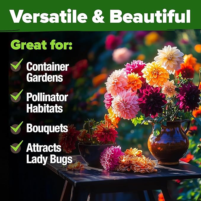 HOME GROWN 𝗨𝗦𝗔 𝗣𝗥𝗘𝗠𝗜𝗨𝗠 Zinnia Dahlia Seeds Pack for 2025 – 524 𝗡𝗢𝗡-𝗚𝗠𝗢 Flower Seeds | Vibrant Zinnia Elegans for Pollinator Gardens, Borders & Containers | Easy-to-Grow Outdoor Blooms-VerdiqueGarden