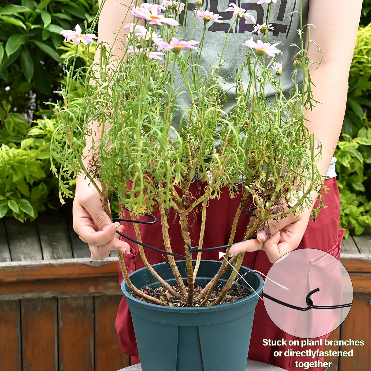 5PCS Monstera Plant Stem Support - 11 * 9.4 Inches, Durable Metal Stake Holder, Adjustable for Indoor Plant Leaf Support. Gentle Clips for Enhanced Stability for Plant Lovers!-VerdiqueGarden