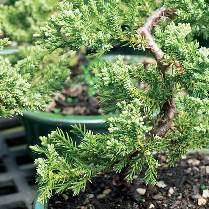 Brussel's Live Green Mound Juniper Outdoor Bonsai Tree - 3 Years Old; 4" to 6" Tall with Decorative Container - Not Sold in California-VerdiqueGarden