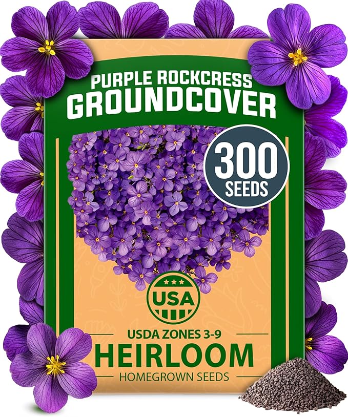 HOME GROWN 𝗨𝗦𝗔 𝗣𝗥𝗘𝗠𝗜𝗨𝗠 Aubrieta Rock Cress Purple, Flowering Ground Cover Seed Pack, Perennial Cress Seeds for Planting Outdoor Lawn Gardens 300 𝗡𝗢𝗡-𝗚𝗠𝗢 Aubrieta deltoidea Flower Seeds-VerdiqueGarden