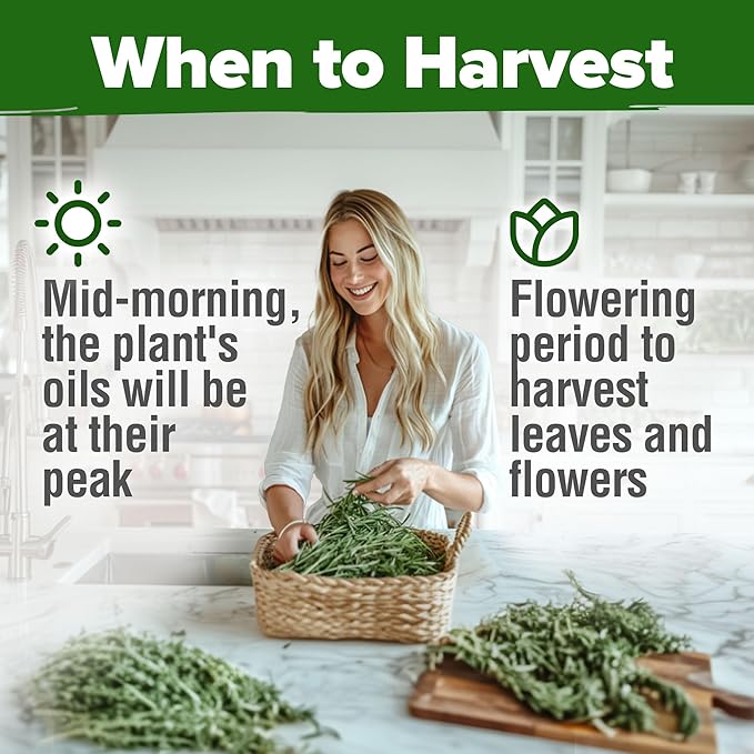 HOME GROWN Rosemary Seeds Pack - 300 High Germinating 𝗡𝗢𝗡-𝗚𝗠𝗢, 𝗨𝗦𝗔-𝗦𝗢𝗨𝗥𝗖𝗘𝗗 Heirloom Herb Seeds for Planting in Indoor or Outdoor Herb Gardens (Salvia rosmarinus)-VerdiqueGarden