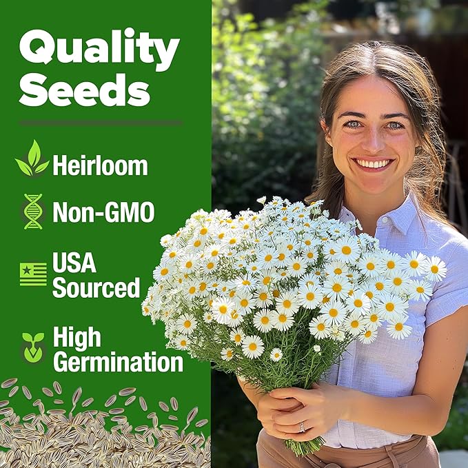 HOME GROWN 𝗨𝗦𝗔 𝗣𝗥𝗘𝗠𝗜𝗨𝗠 German Chamomile Seed Pack – 2,280 𝗡𝗢𝗡-𝗚𝗠𝗢 Heirloom Seeds for Planting for Sustainable Gardens and Soothing Medicinal Herbal Teas (Matricaria chamomilla)-VerdiqueGarden