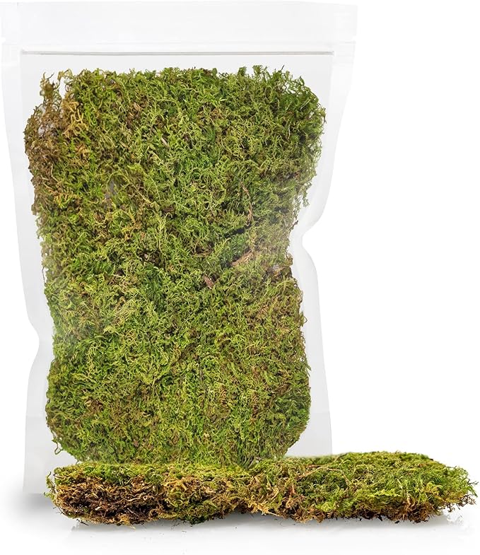 Preserved Sheet Moss in Natural Green | Decorative Real Natural Green DIY Kit Terrariums Gardenning Art Wall Decor Florist Decor Easter Table Decor Wedding - 4 Quart-VerdiqueGarden
