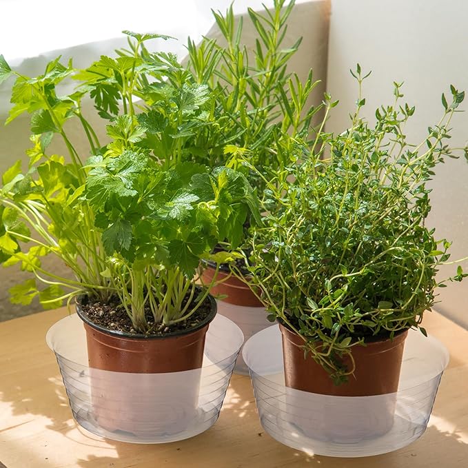Hoolerry Plastic Plant Saucer Clear Deep Drip Tray Thickened Clear Plant Saucers Trays for Pots Deep Drip Trays for Home Garden Indoor and Outdoor Potted(15 Pcs,8, 10, 12 Inch)-VerdiqueGarden