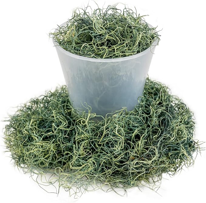 Premium Spanish Moss in Basil| Natural Preserved - Great Ground Cover - Filler for Potted Plants - by GARDENERA - 5 Quart Bag-VerdiqueGarden