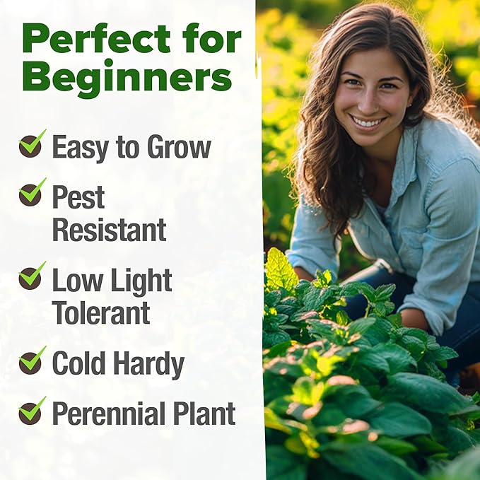 HOME GROWN Peppermint Seeds 2 Pack (Mentha × piperita) – 4,740 Heirloom Mint Seeds for Planting – 𝗡𝗢𝗡-𝗚𝗠𝗢, 𝗨𝗦𝗔-𝗦𝗢𝗨𝗥𝗖𝗘𝗗 – Grow Indoors or Outdoors, Kitchen Herb Garden Favorite-VerdiqueGarden