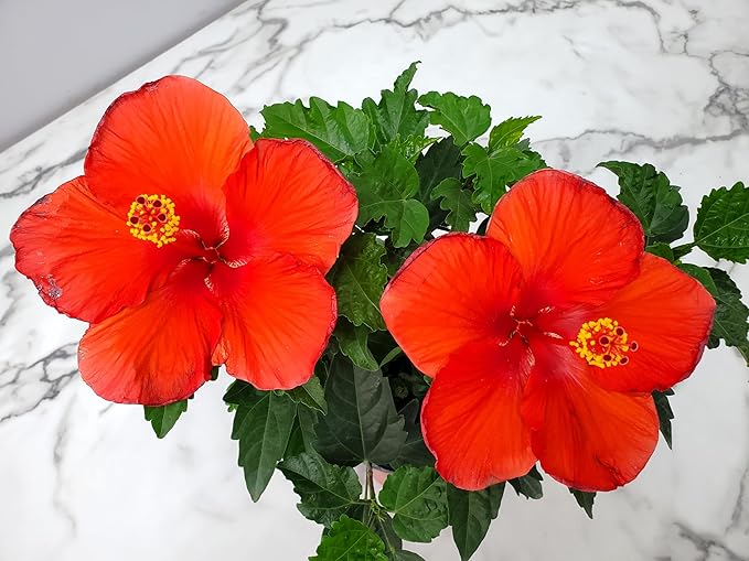 Tropical Plants of Florida - Red Hibiscus Bush Dwarf - Flowering Plants Live - 12" to 16" Overall Height - 1 Gallon Planter (Plant Only)-VerdiqueGarden
