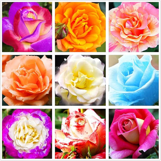 100pcs Pink Climbing Rose Vine Seeds - Amazing Growth and Beautiful Roses - Perennial Heirloom Non-GMO Outdoor-VerdiqueGarden