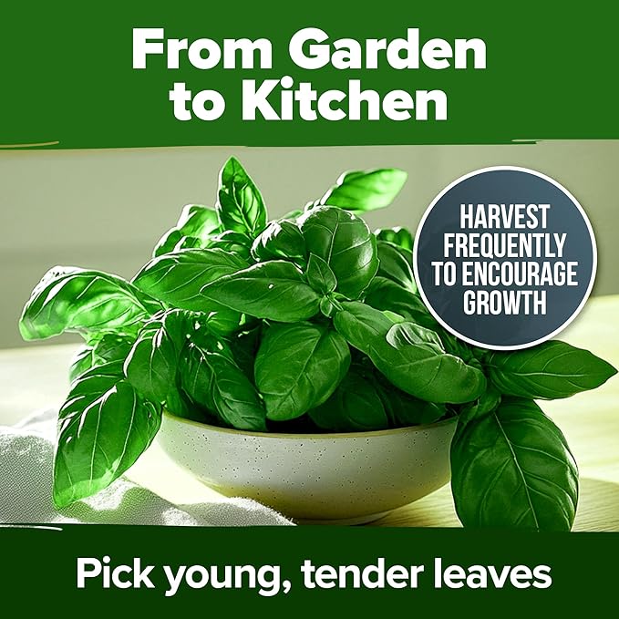 HOME GROWN Genovese Basil Seeds 2 Pack - 3500 𝗡𝗢𝗡-𝗚𝗠𝗢 𝗨𝗦𝗔 Heirloom Basil Seeds for Planting (Ocimum basilicum) - Herb Seeds for Indoor & Outdoor Gardening - Grow for Culinary Use-VerdiqueGarden
