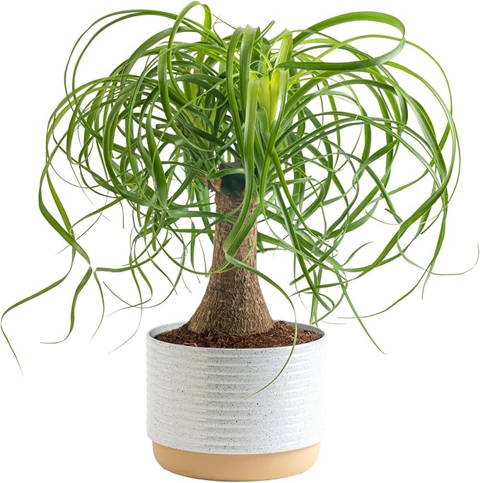 Costa Farms Ponytail Palm Bonsai, Easy to Grow Live Indoor Plant in Indoors Garden Planter Pot, Air Purifying Houseplant, Housewarming, Birthday Gift, Office, Home, and Room Décor, 1 Foot Tall-VerdiqueGarden