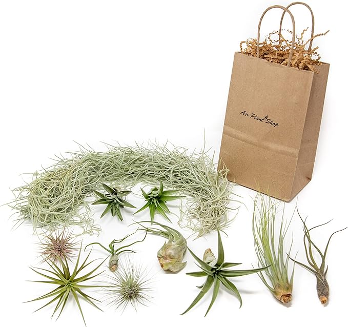 10 Pack Grab Bag Air Plants Gift Wrapped with Tillandsia Usneiodes Spanish Moss - Live Tillandsia - Easy Care House Plant - Succulents - 30 Day Guarantee-VerdiqueGarden
