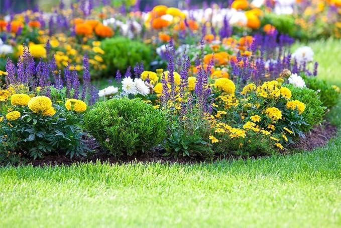10000+ Perennial Mix Wildflower Seeds 16 Assorted Varieties of Heirloom Flower -1oz Zinnia Poppy Crimson Clover Milkweed Lupine Marigold Mexican Hat Sage Nasturtium-VerdiqueGarden