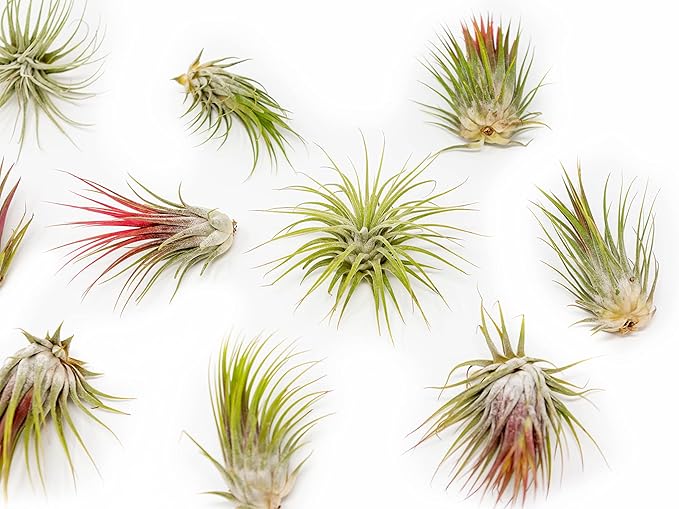 12 Pack Large Air Plants Tillandsia Ionantha Guatemala - Live Succulent House Plants - Available in Wholesale and Bulk - Home and Garden Decor - Easy Care Indoor/Outdoor Air Plant-VerdiqueGarden