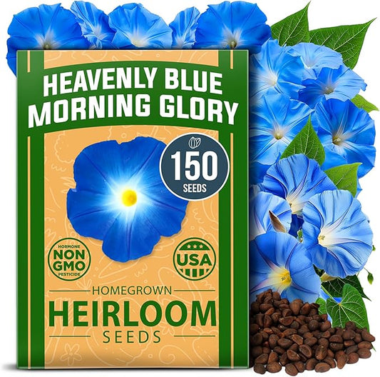 HOME GROWN 𝗨𝗦𝗔 𝗣𝗥𝗘𝗠𝗜𝗨𝗠 Heavenly Blue Morning Glory - 150 Heirloom Seeds for Planting, 𝗡𝗢𝗡-𝗚𝗠𝗢 Ideal for a Flower Garden That Attracts Pollinators and Birds (Ipomoea Tricolor)-VerdiqueGarden