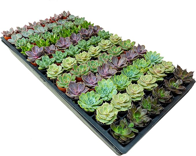 1.75 Inch Mini-Echeveria Assortment | Beautiful Rosette Assortment | Colorful, Hand-Picked Assortment | Great for Office, Home, or Wedding Decor | 72-Pack-VerdiqueGarden
