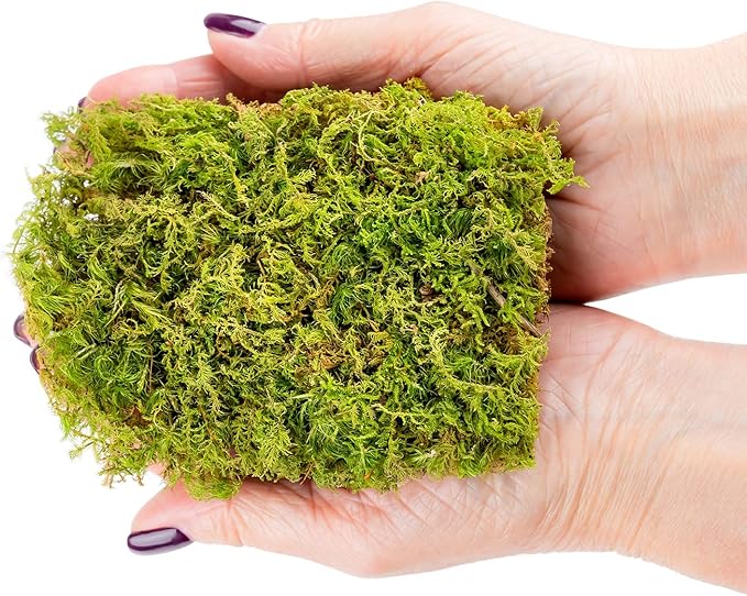 Preserved Sheet Moss in Natural Green | Decorative Real Natural Green DIY Kit Terrariums Gardenning Art Wall Decor Florist Decor Easter Table Decor Wedding - 3 Quart-VerdiqueGarden