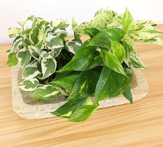 Live Pothos Plants (4PK) Indoor Plants Live Houseplants, Pothos Live Plant House Plants, Money Plant Indoor Pothos Plant Decor, Devils Ivy Trailing Plants Live by Plants for Pets,Black-VerdiqueGarden