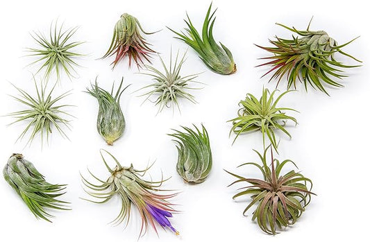 12 Pack Assorted Ionantha Air Plants - Wholesale and Bulk - Succulents - Live Tillandsia - Easy Care Indoor and Outdoor House Plants-VerdiqueGarden