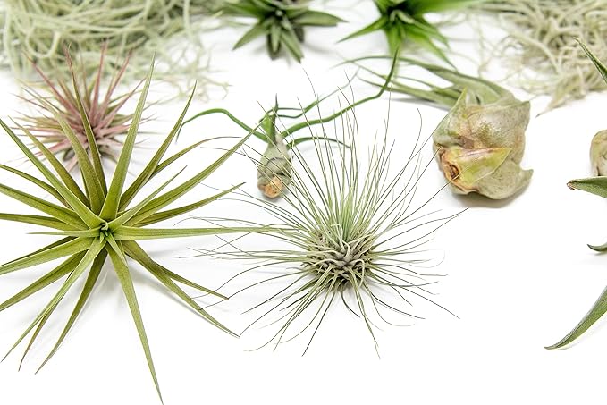 10 Pack Grab Bag Air Plants Gift Wrapped with Tillandsia Usneiodes Spanish Moss - Live Tillandsia - Easy Care House Plant - Succulents - 30 Day Guarantee-VerdiqueGarden