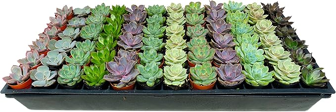 1.75 Inch Mini-Echeveria Assortment | Beautiful Rosette Assortment | Colorful, Hand-Picked Assortment | Great for Office, Home, or Wedding Decor | 72-Pack-VerdiqueGarden