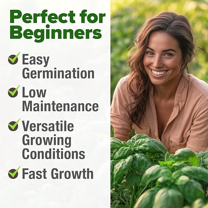 HOME GROWN 𝗨𝗦𝗔 𝗣𝗥𝗘𝗠𝗜𝗨𝗠 Italian Basil Seeds Bulk Pack 1,424 Sweet Large Leaf Basil Seeds for Planting 𝗡𝗢𝗡-𝗚𝗠𝗢 and Heirloom Herb Seeds for Planting Indoors or Outdoors (Ocimum basilicum)-VerdiqueGarden