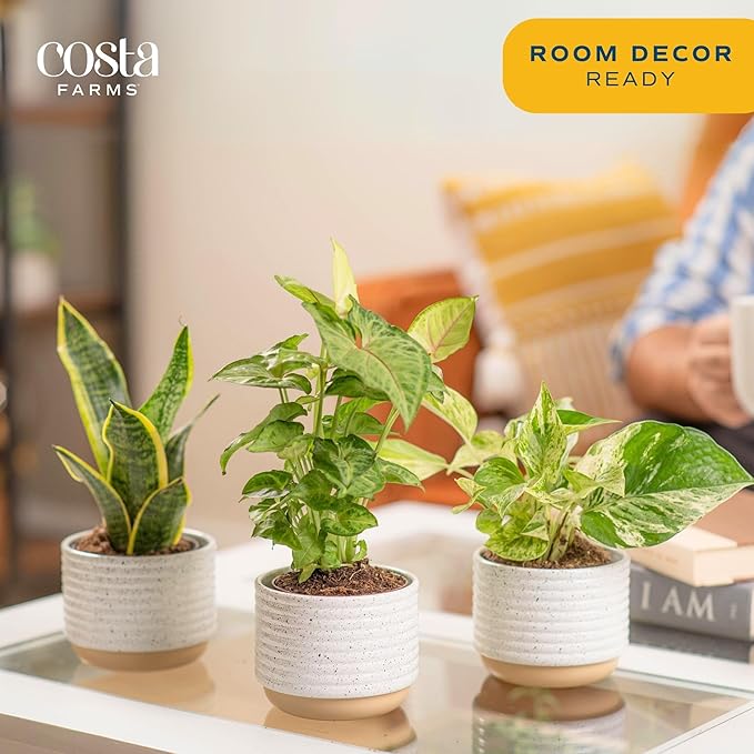 Costa Farms Live Plants (3 Pack), Easy to Grow Real Indoor Houseplants, Air Purifying Plants, Grower's Choice in Home Décor Indoors Plant Pots, New House Gift or Room Décor-VerdiqueGarden