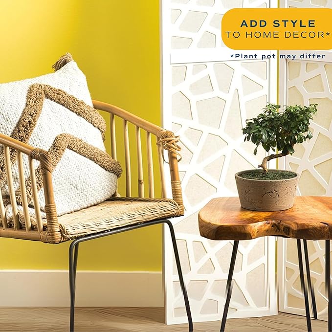 Costa Farms Mini Bonsai Tree, 1-Year Old Grower's Choice Live Indoor Plant, Easy to Grow Houseplant in Indoor Plant Pot, Potting Soil, Room and Home Decor, Birthday, Housewarming Gift, 10-Inches Tall-VerdiqueGarden