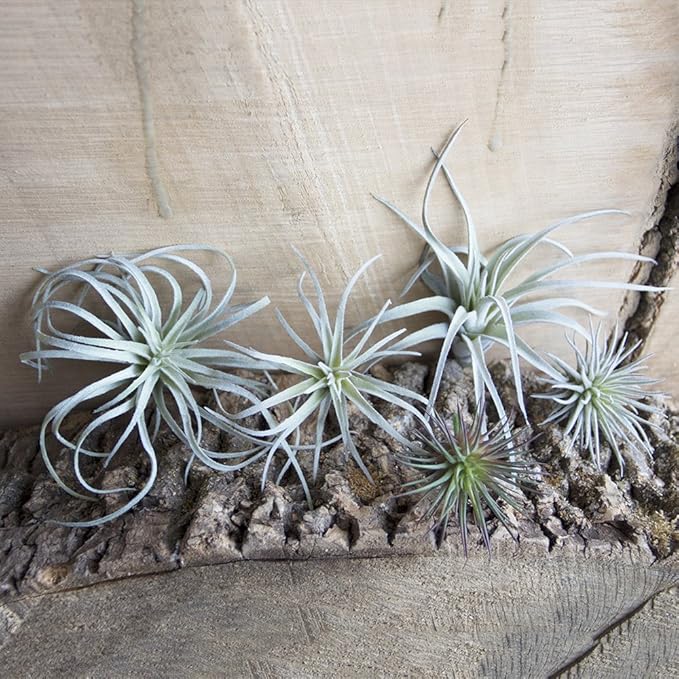 CHIVE Artificial Air Plants — Bulk Set of 5, Small — Ultra Realistic Fake Tillandsia Bromeliad Plants — Decorative Faux Succulents for Home & Office Decor — No Care Needed!-VerdiqueGarden