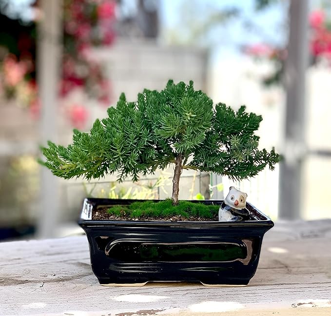 Live Dwarf Juniper Bonsai Tree 4-5years Old with Cute Ceramic Panda | Juniper or Jade Bonsai Tree | Indoor/Outdoor | 100% Handcrafted| Home and Office Décor | Best Gift for Holiday-VerdiqueGarden