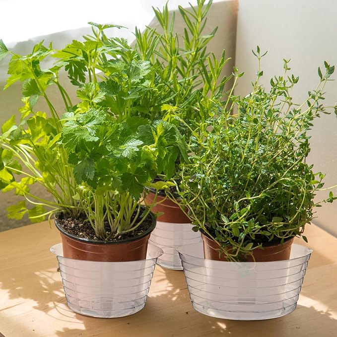 Hoolerry Plastic Plant Saucer Clear Deep Drip Tray Thickened Clear Plant Saucers Trays for Pots Deep Drip Trays for Home Garden Indoor and Outdoor Potted(15 Pcs,4, 6, 8 Inch)-VerdiqueGarden