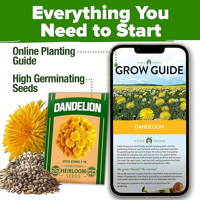 HOME GROWN 𝗨𝗦𝗔 𝗣𝗥𝗘𝗠𝗜𝗨𝗠 Dandelion Seeds for Planting – 600 Heirloom Medicinal Herb Seeds (~0.3g) 𝗡𝗢𝗡-𝗚𝗠𝗢 Grow Edible Leaves and Flowers for Remedies or Wildlife (Taraxacum officinale)-VerdiqueGarden