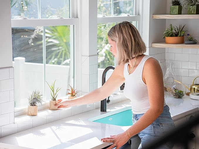 10 Pack of Large Tillandsia Air Plants - Xerographica, Juncea, Bulbosa, Caput Medusae & Harrisii- Live Succulent House Plants Availabe in Wholesale and Bulk - Easy Care Indoor and Outdoor Plant-VerdiqueGarden