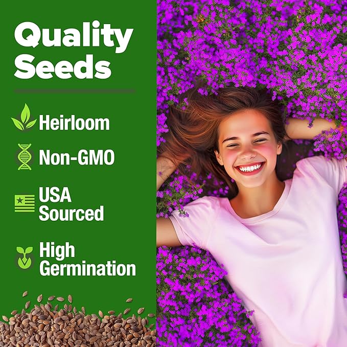 Home Grown Purple Creeping Thyme Seeds – Non-GMO Ground Cover Flowers – 22000+ Edible Herb Seeds for Planting Lawns & Paths – 3g Perennial Thymus serpyllum-VerdiqueGarden