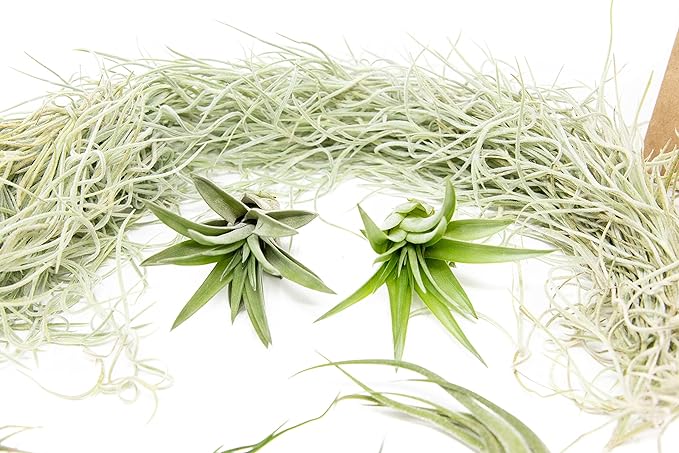 10 Pack Grab Bag Air Plants Gift Wrapped with Tillandsia Usneiodes Spanish Moss - Live Tillandsia - Easy Care House Plant - Succulents - 30 Day Guarantee-VerdiqueGarden