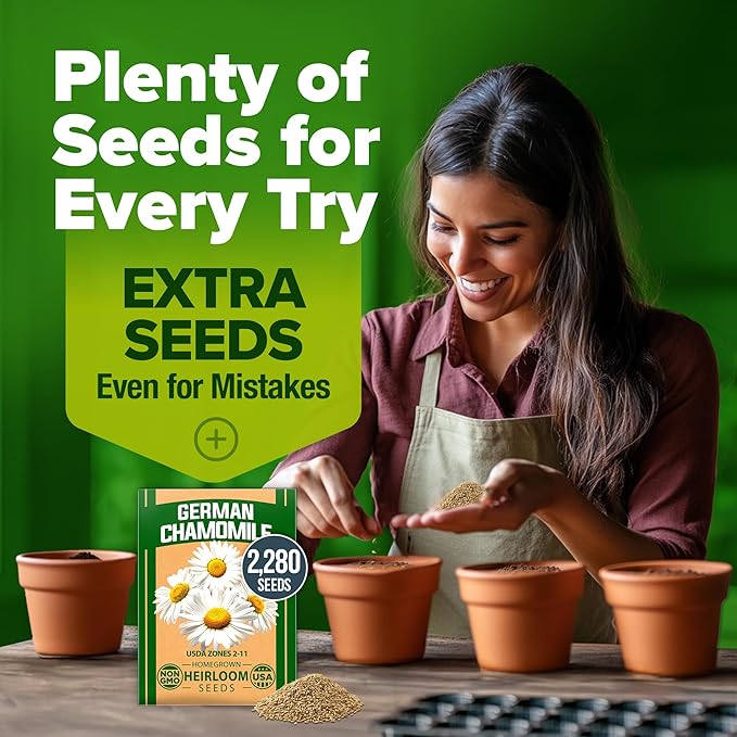 HOME GROWN 𝗨𝗦𝗔 𝗣𝗥𝗘𝗠𝗜𝗨𝗠 German Chamomile Seed Pack – 2,280 𝗡𝗢𝗡-𝗚𝗠𝗢 Heirloom Seeds for Planting for Sustainable Gardens and Soothing Medicinal Herbal Teas (Matricaria chamomilla)-VerdiqueGarden