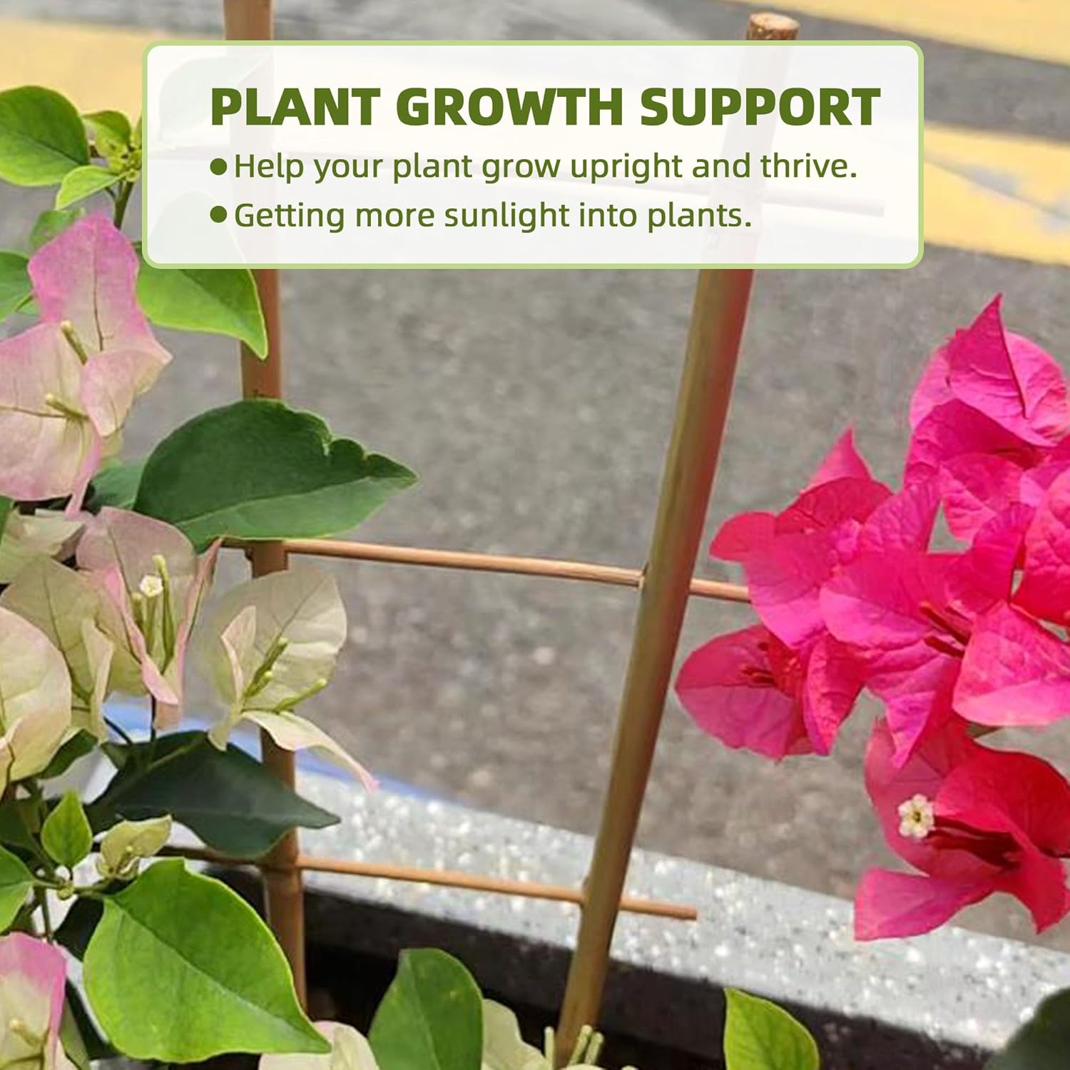 Avalution 5 Pack Bamboo Trellis for Climbing Plants Indoor, 16 Inch Garden Ladder Trellis for Potted Plants, Fan-Shaped Small Plant Support Trellis for Houseplants Ivy Hoya Vine Monstera-VerdiqueGarden