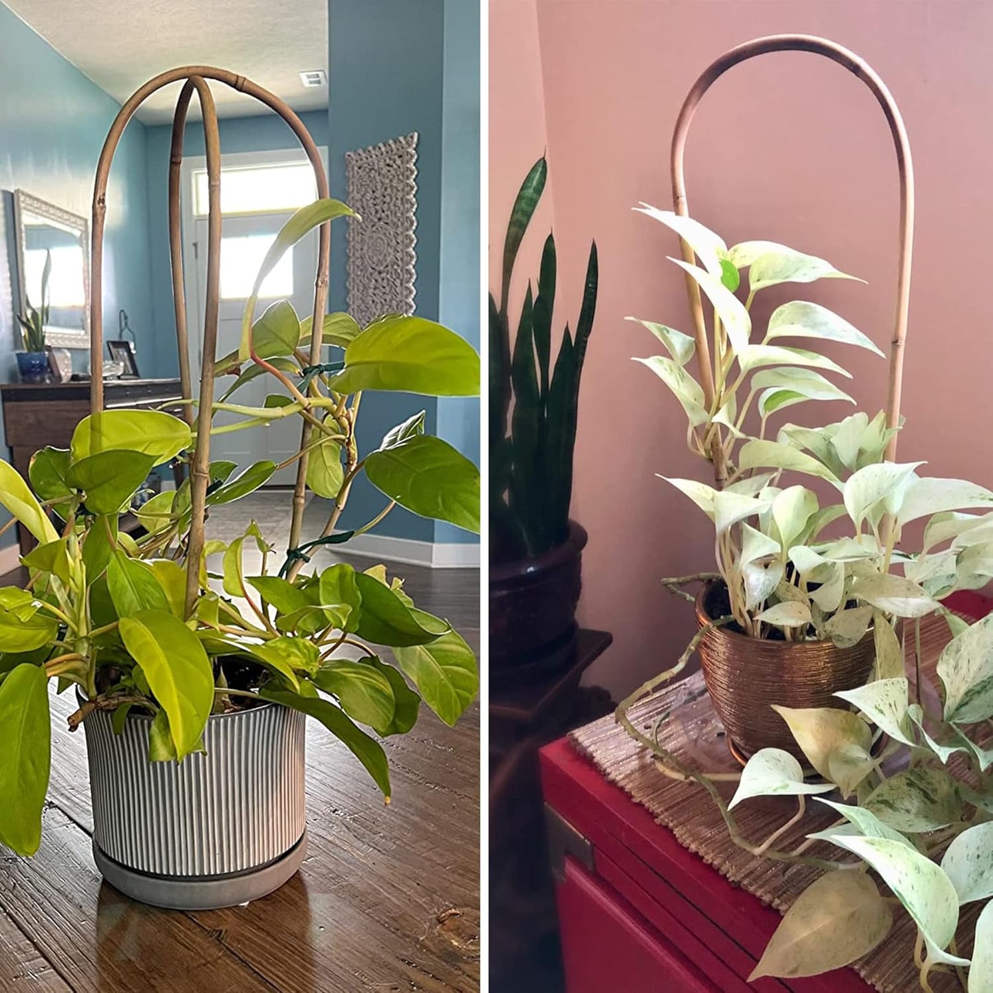 Avalution 16" Natural Bamboo Plants Trellis U-Hoop,Bamboo Gaeden Trellis U-Shape for Climbing Plant Support-20PCS-VerdiqueGarden