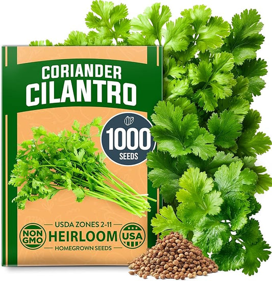 HOME GROWN 𝗨𝗦𝗔 𝗣𝗥𝗘𝗠𝗜𝗨𝗠 1000+ Cilantro Seeds for Planting Indoors or Outdoors - Non-GMO Heirloom Herbs, Coriander Plant Seeds - Complete Your Herb Seeds Collection for Your Indoor Herb Garden-VerdiqueGarden