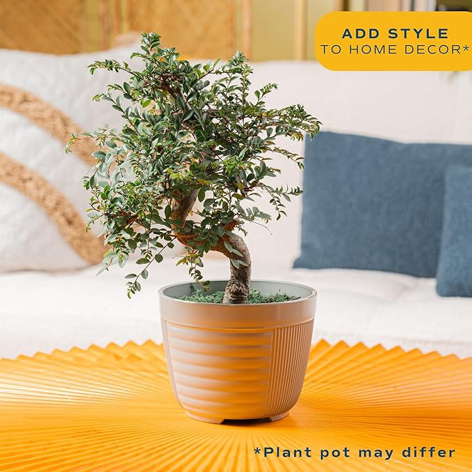 Costa Farms Mini Bonsai Tree, 1-Year Old Grower's Choice Live Indoor Plant, Easy to Grow Houseplant in Indoor Plant Pot, Potting Soil, Room and Home Decor, Birthday, Housewarming Gift, 10-Inches Tall-VerdiqueGarden