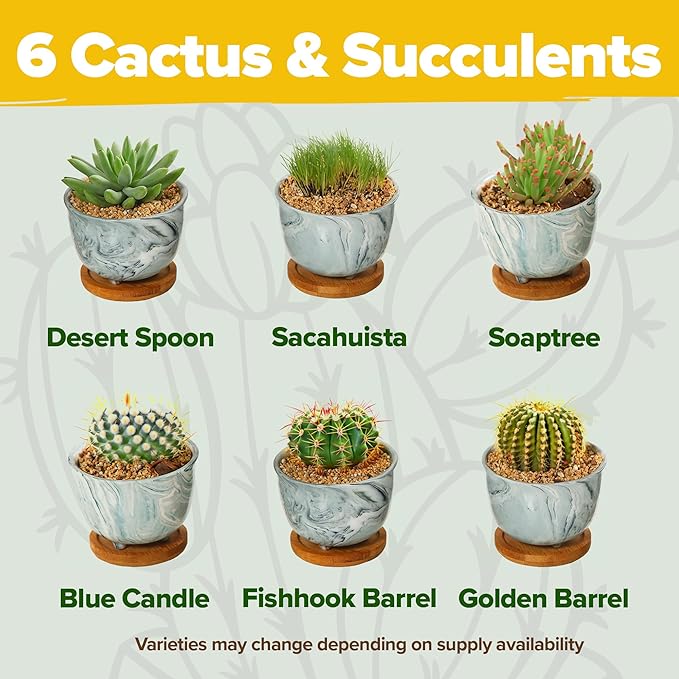 HOME GROWN Deluxe Succulent & Cactus Seed Grow Kit - Indoor Cactus & Succulent Kit w/Cactus Seeds, Potting Soil, Ceramic Succulent Pots, Water Drip Trays, Grow Guide for Plant Lovers-VerdiqueGarden