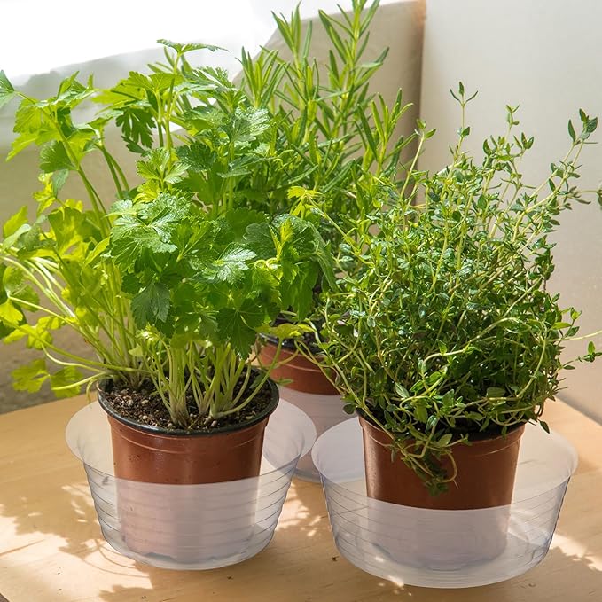 Hoolerry Plastic Plant Saucer Clear Deep Drip Tray Thickened Clear Plant Saucers Trays for Pots Deep Drip Trays for Home Garden Indoor and Outdoor Potted(20 Pcs,6, 8, 10, 12 Inch)-VerdiqueGarden