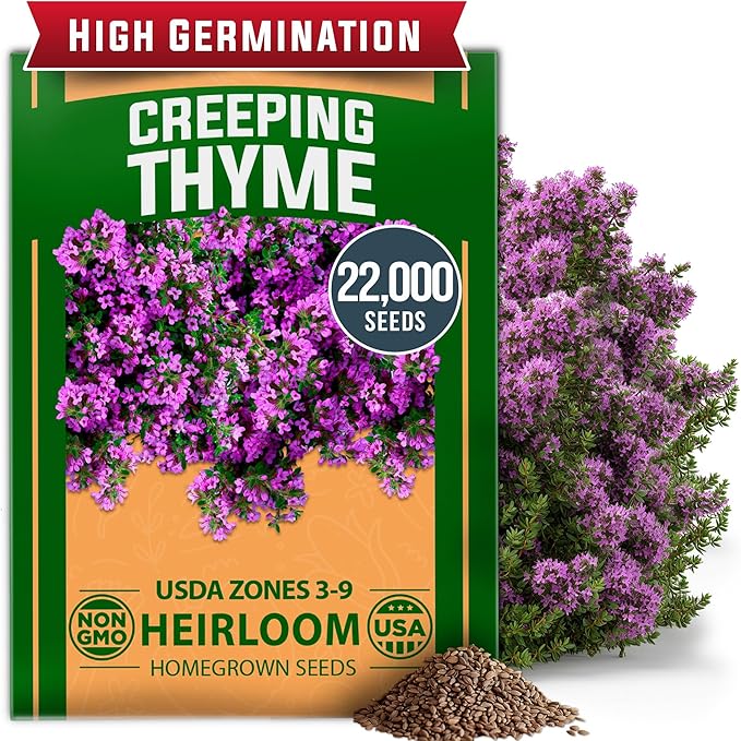 Home Grown Purple Creeping Thyme Seeds – Non-GMO Ground Cover Flowers – 22000+ Edible Herb Seeds for Planting Lawns & Paths – 3g Perennial Thymus serpyllum-VerdiqueGarden