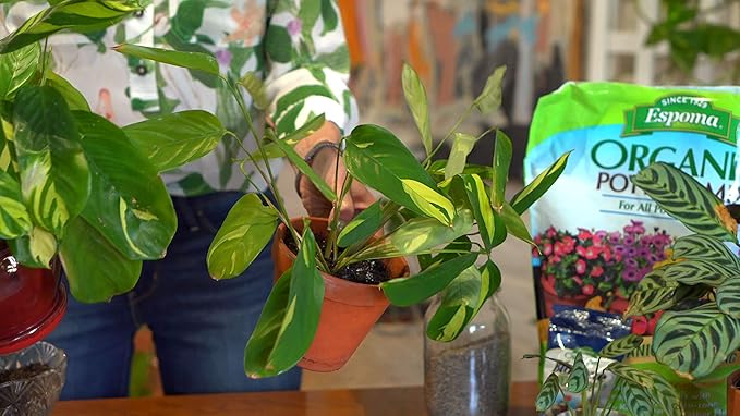 Espoma Organic Potting Soil Mix - All Natural Potting Mix For All Indoor & Outdoor Containers Including Herbs & Vegetables. For Organic Gardening, 8qt. bag. Pack of 2-VerdiqueGarden